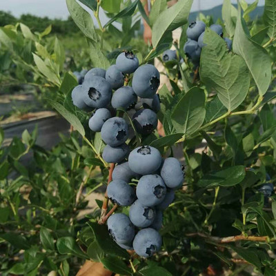 山东绿宝石 蓝莓苗厂家种植